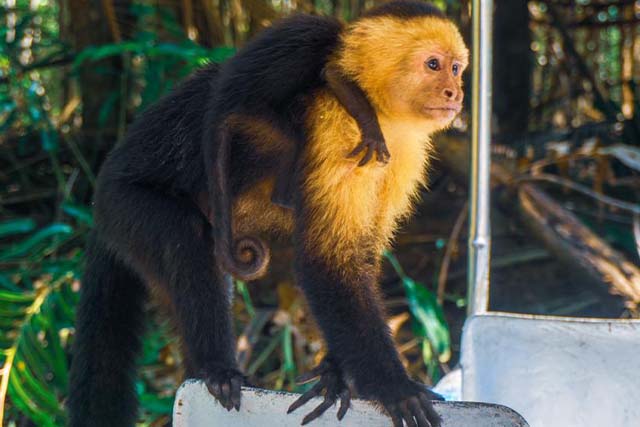 Monkey Mangrove Tour