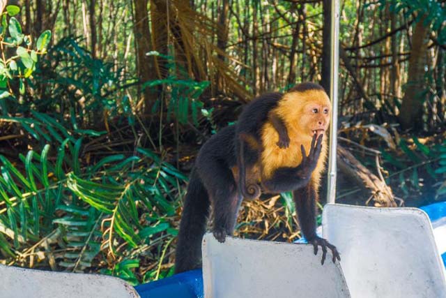 Monkey Mangrove Tour from Jaco, Costa Rica
