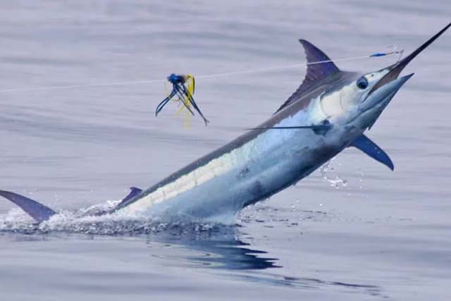 Sport Fishing in Jaco Costa Rica, with AXR