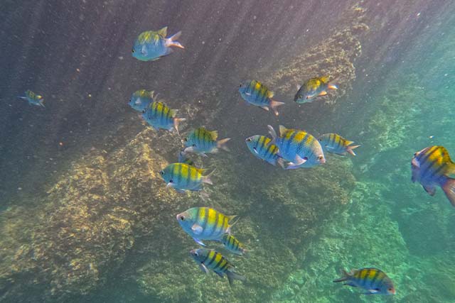 Subwing Tour to Tortuga Island, Jaco Costa Rica